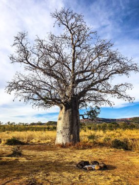 Bir Afrika baobab 'ının (Adansonia digitata) mavi gökyüzünün altındaki bir alanda dikey görüntüsü.