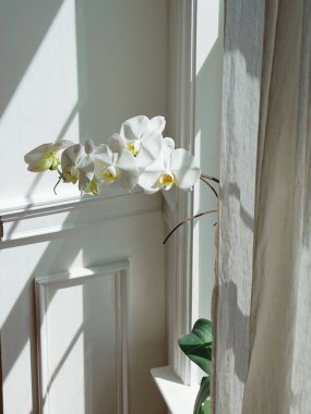 Phalaenopsis eve yeni bir bakış açısı kazandırıyor. Çiçekler, tatlı saksılar ve vazolar da mükemmel dekorasyonlar..