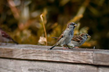 Gündüz vakti ahşap yüzeye tünemiş birkaç Gerçek Serçe 'nin (Passer) yakın çekimi.