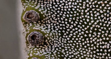 İsviçre 'deki Basel Botanik Bahçesi' nde gün ışığında büyüyen yeşil bir kaktüse yakın çekim.