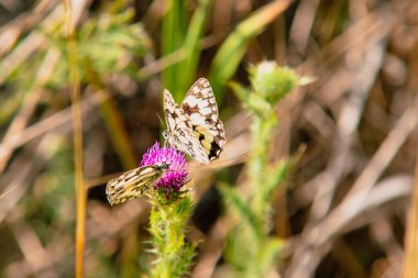 Güneşin altında, arka planda bulanık bir tarlada, devedikeni üzerinde mermer beyaz kelebeklerin yakın çekimi.