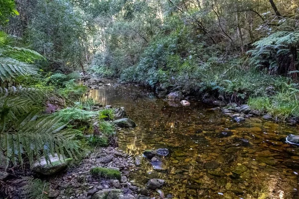 Ruisseau Des Plantes Sauvages Des Arbres Dans Forêt — Photo