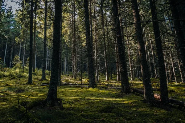 Gündüz Vakti Ormandaki Uzun Ağaçların Güzel Manzarası — Stok fotoğraf