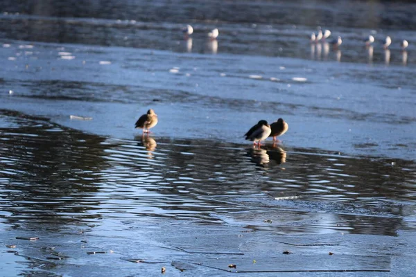Güneşin Altında Donuk Sularda Dinlenen Kuşların Yakın Plan Çekimi — Stok fotoğraf