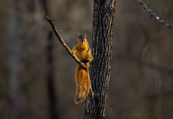 一只可爱的棕色松鼠站在树枝上 背景模糊的特写镜头 — 图库照片