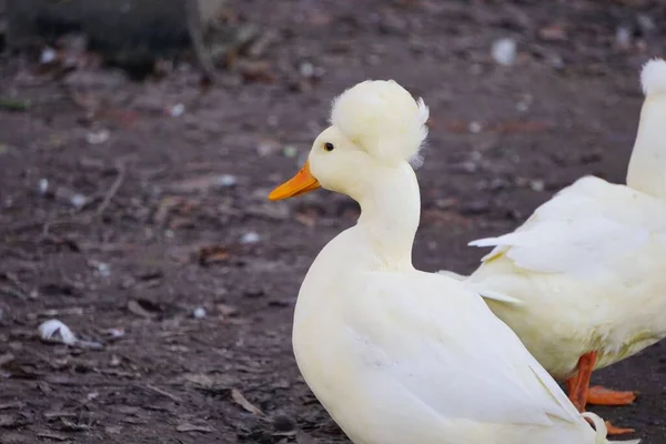 一只美国白鸭在户外散步的特写镜头 背景模糊 — 图库照片
