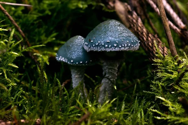 Közelkép Egy Stropharia Aeruginosa Gombáról Amit Erdőben Termesztettek Homályos Háttérben — Stock Fotó
