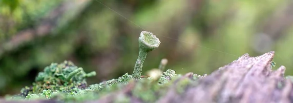 들판에서 자라는 클라도 Cladonia Pyxidata 배경을 가지고 — 스톡 사진