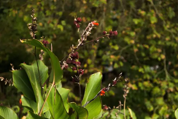 Closeup Indian Shot Garden Plants Blurred Background — Stock Photo, Image