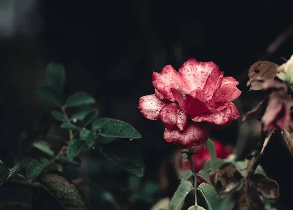 Koyu Bahçedeki Kırmızı Floribunda Çiçeğinin Seçici Odak Noktası Güzel Bir — Stok fotoğraf
