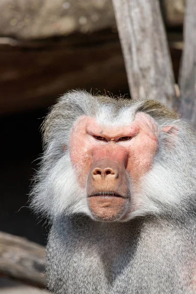 Closeup Shot Angry Baboon Face — Stock Photo, Image