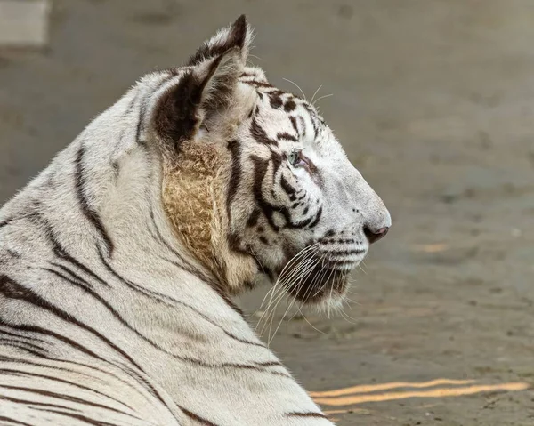 Tigre Blanc Reposant Dans Champ Détournant Les Yeux — Photo