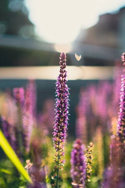 Поле Фиолетовых Цветков Шалфея — стоковое фото