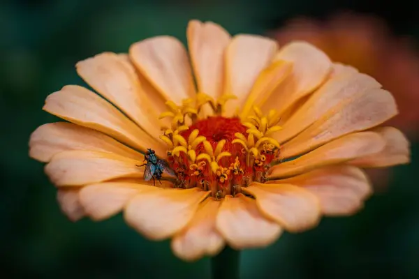 背景に繊細な花のオレンジ色の花びらに休んでいる小さなハエのクローズアップ — ストック写真