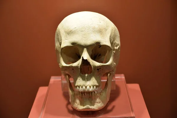 展示的新石器时代人类颅骨模型的特写照片 — 图库照片