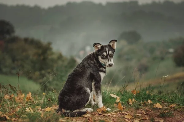 Cão Preto Branco Sentado Uma Colina Fundo Nebuloso — Fotografia de Stock