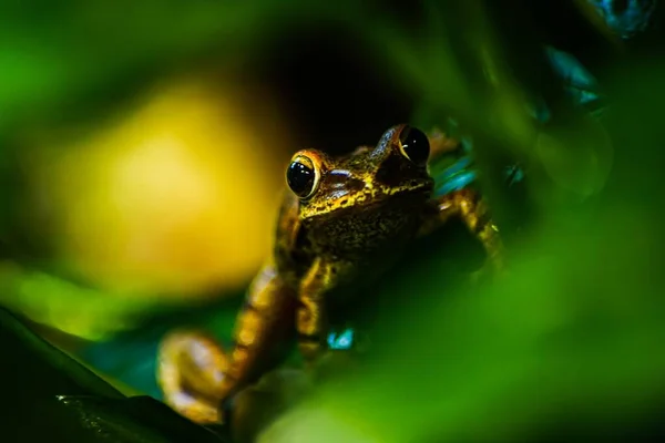 개구리의 아름다운 꽃차례 — 스톡 사진