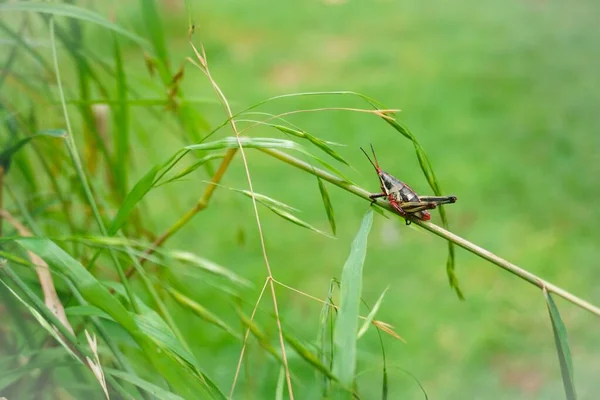 一只蚱蜢在青草茎上的特写镜头 — 图库照片