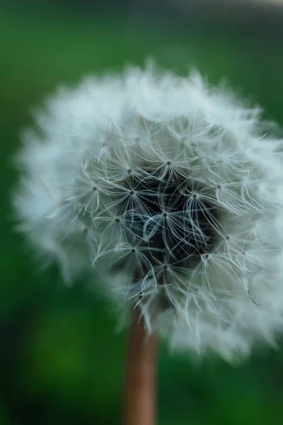 背景がぼやけているフィールドに熟したタンポポの花の垂直ショット — ストック写真