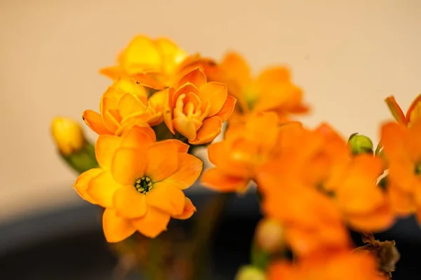 Tiro Close Pequenas Flores Laranja Ornithogalum Dubium — Fotografia de Stock