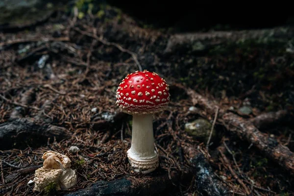 Egy Közeli Felvétel Mérgező Amanita Gombáról Amit Erdőben Termesztettek Homályos — Stock Fotó