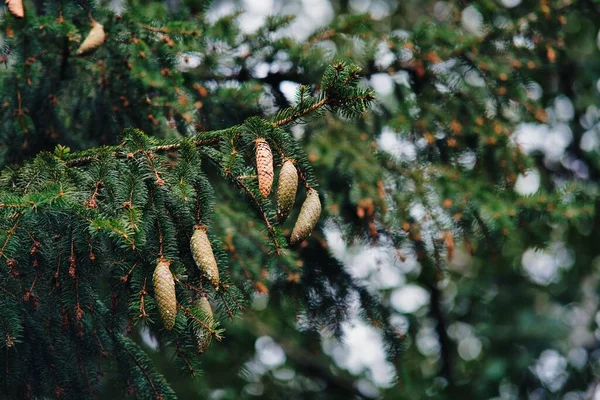 Yeşil Bir Çam Ağacındaki Kozalaklar — Stok fotoğraf