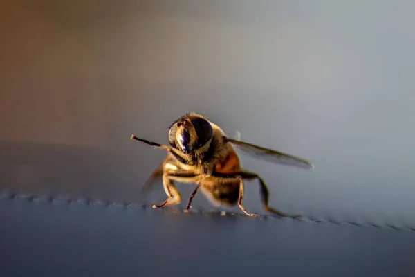 Makro Ujęcie Pszczoły Machającej Szarym Tle — Zdjęcie stockowe