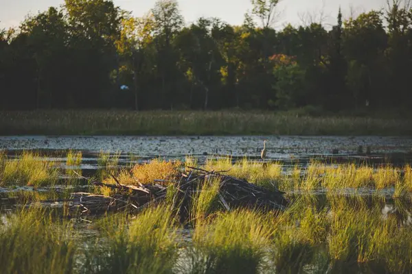 Stock image A landscape view of Frink Conservation Area in Ontario, Canada