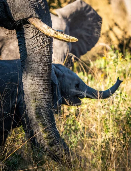 Plan Vertical Bébé Éléphant Côté Mère Dans Safari Sur Fond — Photo