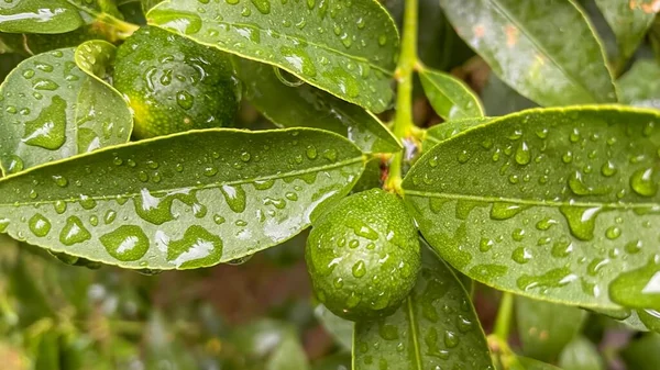 Ein Kumquat Baum Und Grüne Rohe Früchte Einem Regnerischen Tag — Stockfoto