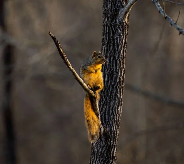 Zbliżenie Ujęcia Pięknej Wiewiórki Lisa Siedzącej Gałęzi Drzewa Lesie — Zdjęcie stockowe