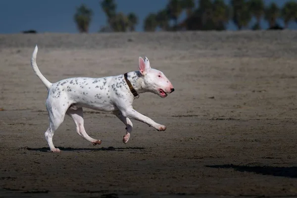 Egy Gyönyörű Fehér Foltos Bika Terrier Fut Parton — Stock Fotó