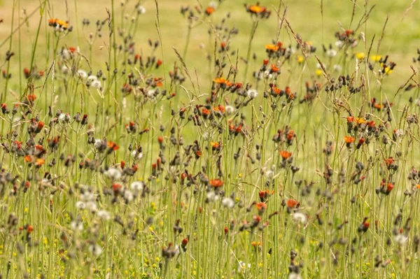 Die Bunten Wildblumen Auf Dem Feld — Stockfoto