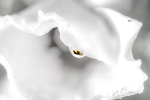 Close Uma Pétala Flor Branca — Fotografia de Stock