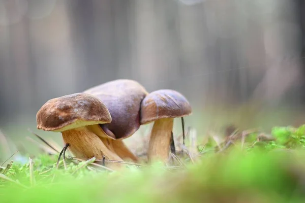 Grupo Cogumelos Poloneses Imleria Badia Uma Floresta — Fotografia de Stock