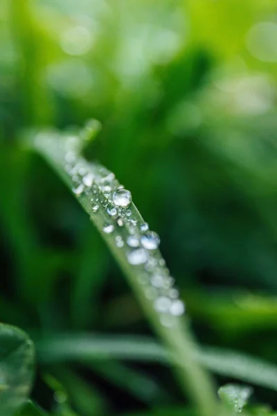 Eine Schöne Nahaufnahme Von Tau Auf Der Grünen Pflanze — Stockfoto