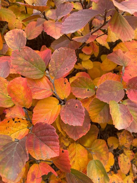 Eine Vertikale Nahaufnahme Bunter Herbstblätter — Stockfoto