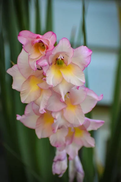 Pionowe Zbliżenie Wspaniałych Kwiatów Gladiolus Priscilla Różowymi Brzegami Wokół Ich — Zdjęcie stockowe