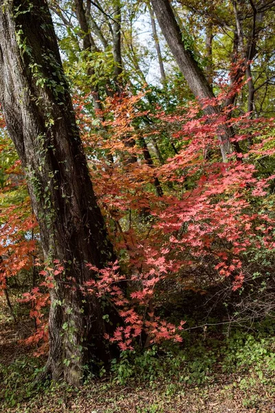 stock image An image of trees with yellow and red leaves during the fall season.