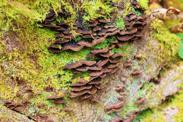 日当たりの良い森の木の幹に苔で覆われた野生の茶色のキノコの閉鎖 — ストック写真