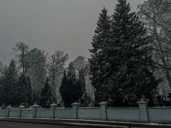 Hoge Besneeuwde Bomen Achter Muur Een Donkere Sombere Winterdag Dramatische — Stockfoto