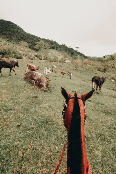 Een Verticaal Krijgsgevangene Van Een Paardensport Kijkend Naar Paarden Het — Stockfoto