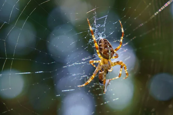 ウェブ上のヨーロッパの庭のクモの選択的な焦点ショット — ストック写真