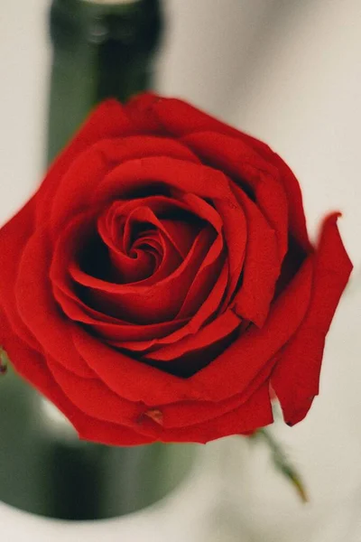 Close Vertical Uma Bela Rosa Vermelha — Fotografia de Stock