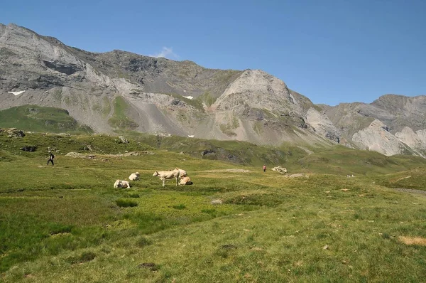 山の背景に放牧牛と緑のフィールド フランスのカタルーニャピレネー山脈 — ストック写真