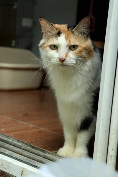 Ein Vertikales Foto Einer Schönen Katze Mit Grünen Augen Hause — Stockfoto