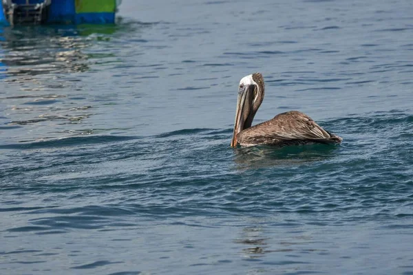 Una Vista Laterale Del Nuoto Peruviano Pelicano Riva Mare — Foto Stock