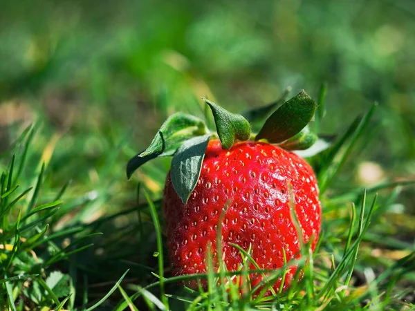 Zbliżenie Ujęcie Truskawkowego Owocu Leżącego Trawie Bokeh Tłem — Zdjęcie stockowe