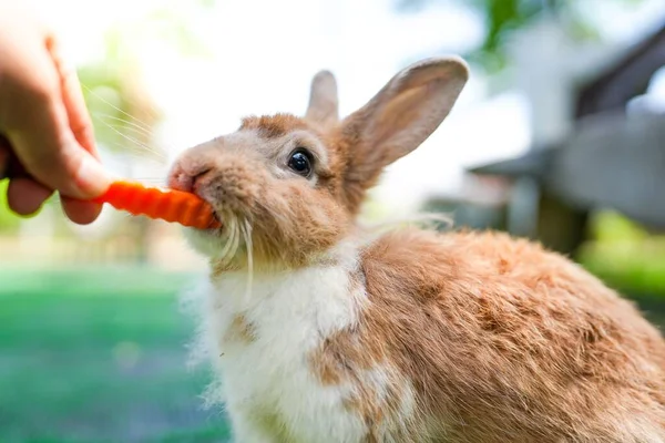 一个人喂毛茸茸的生姜兔子 — 图库照片
