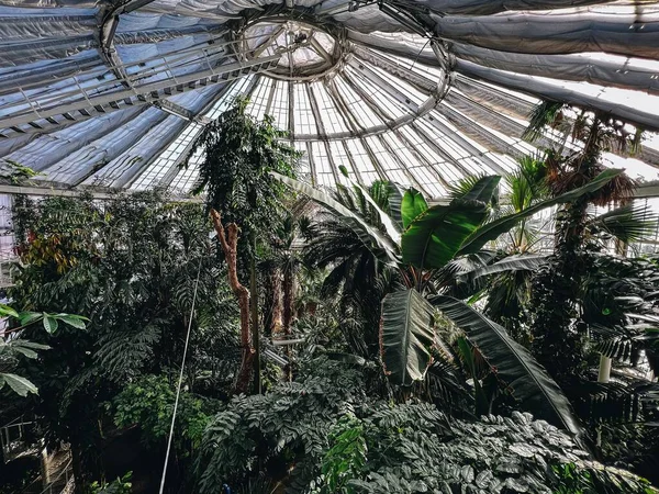 丹麦哥本哈根带异国情调植物和棕榈树的热带温室低视角 — 图库照片